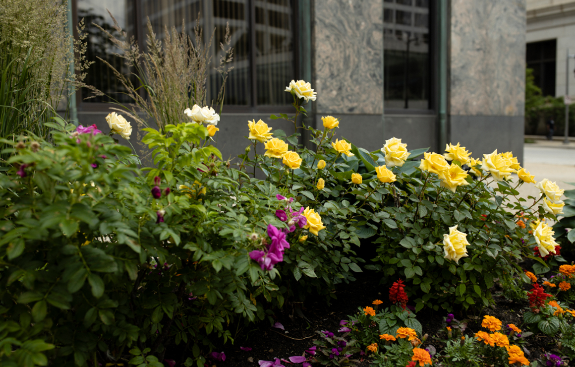 Flowers Milwaukee Downtown