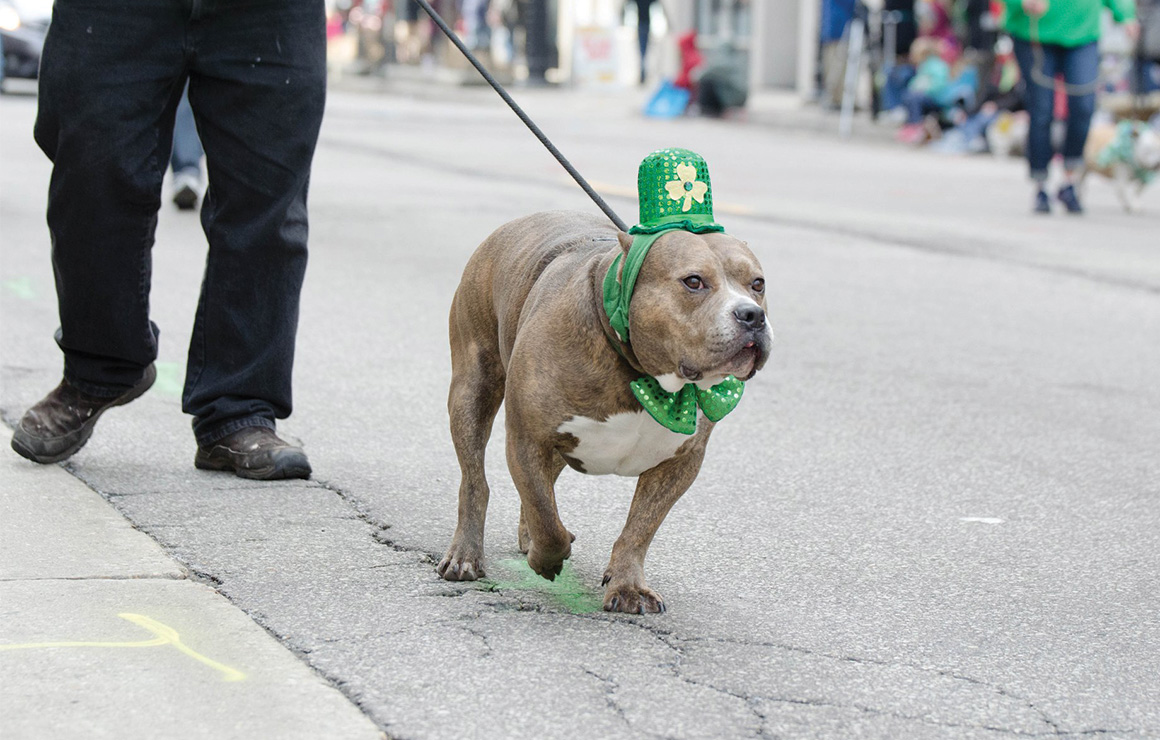 St. Patrick's Day Dog