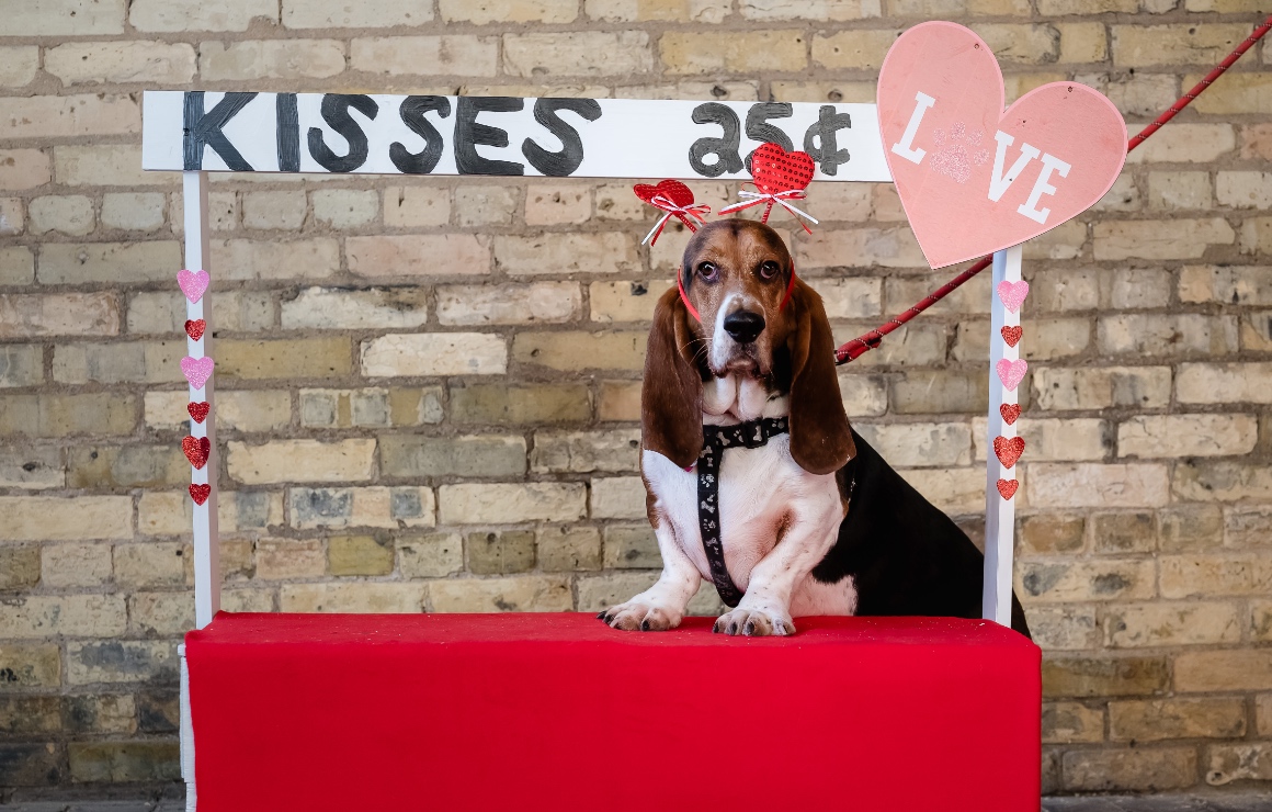 mke dog park valentines day