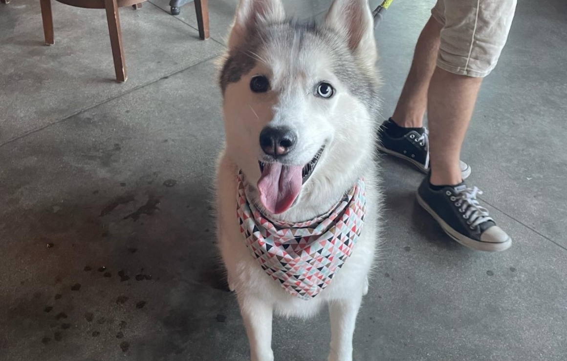 Dog Friendly Patios Milwaukee Downtown